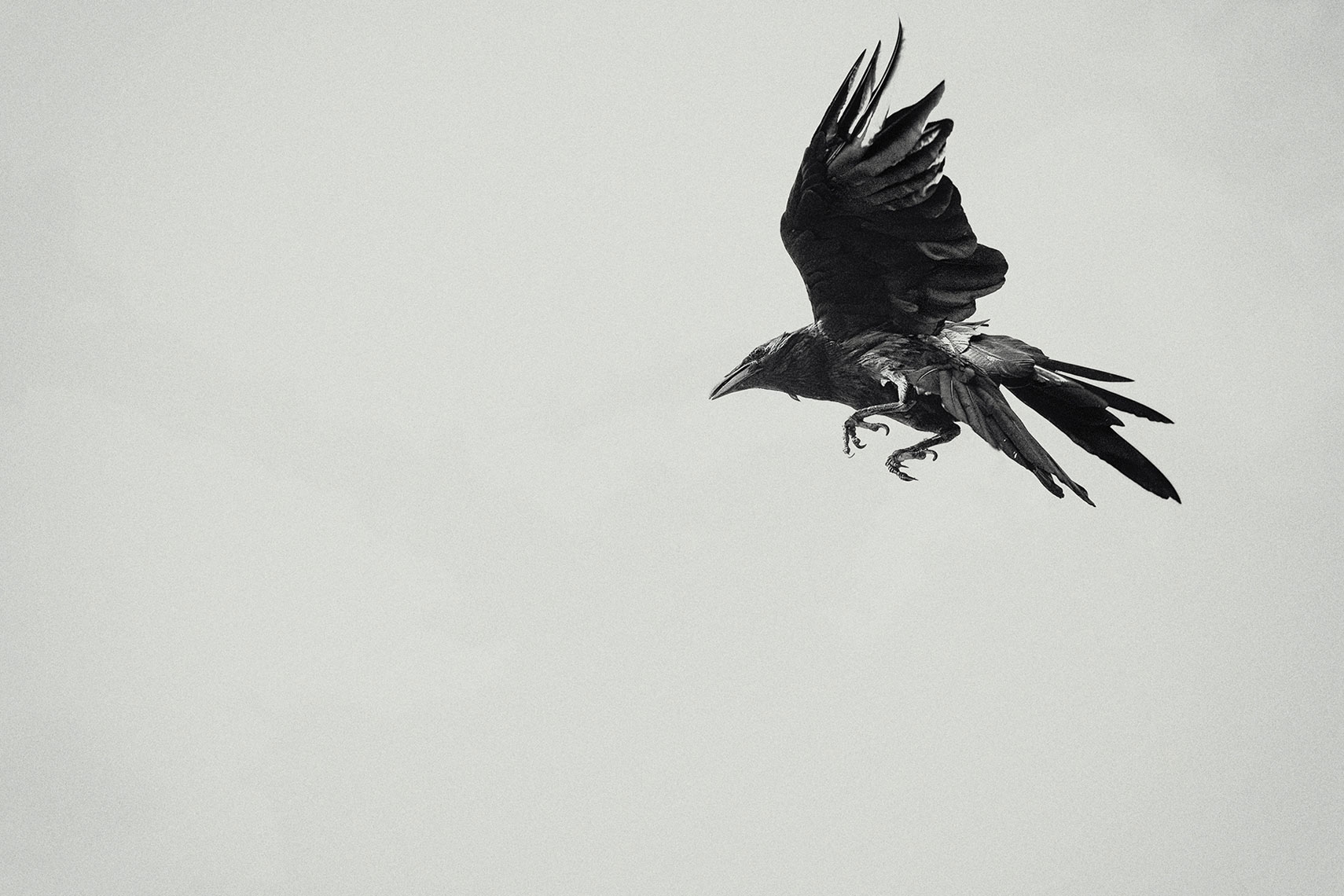 KurtIswarienko-FX-Justified-Crow